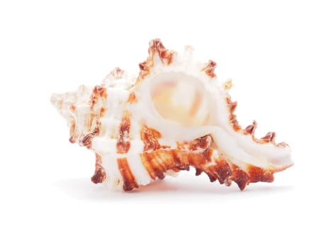 sea shell isolated on white 