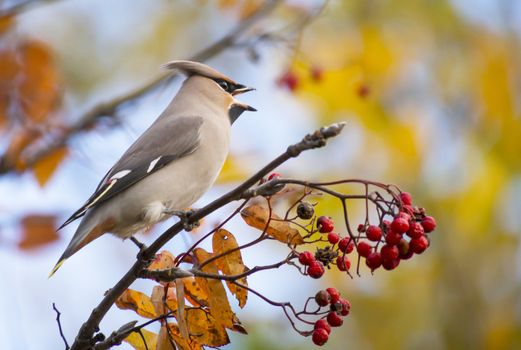 waxwing