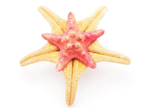 Starfish on a white background