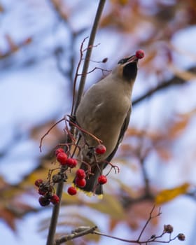 waxwing