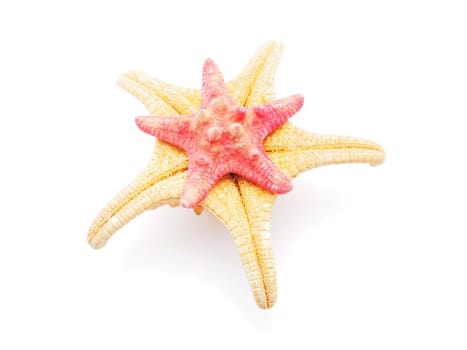 Starfish on a white background
