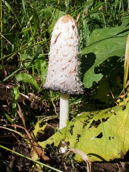 Coprinus comatus