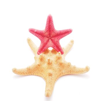 Starfish on a white background