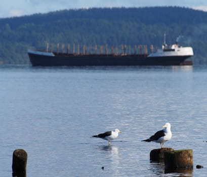 ship, piles and gulls on the lake