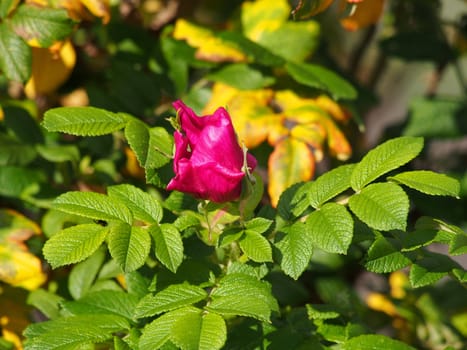 Dog rose (Rosa canina) flower 