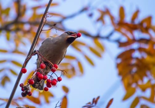 waxwing