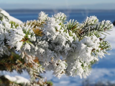 sprigs of spruce in the snow