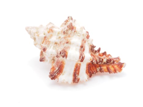 sea shell isolated on white 