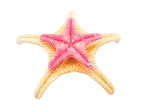 Starfish on a white background