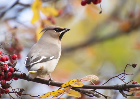 waxwing