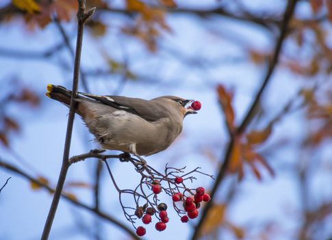 waxwing
