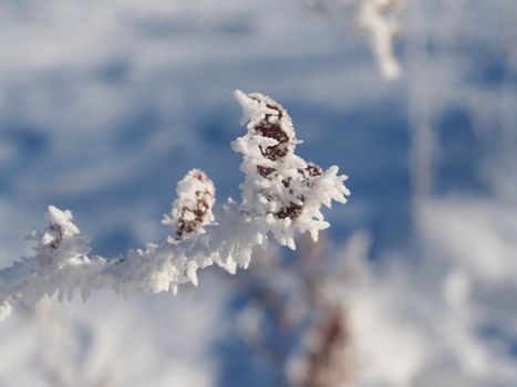 Barberry twig in snow