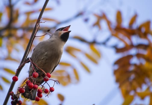 waxwing