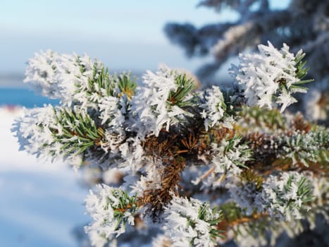 sprigs of spruce in the snow