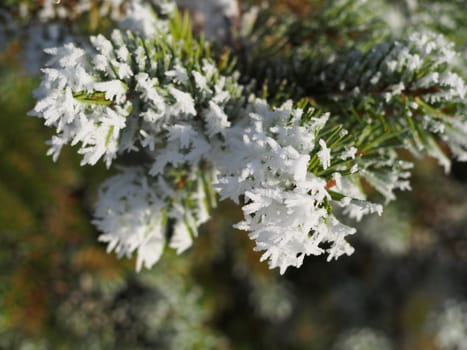 sprigs of spruce in the snow