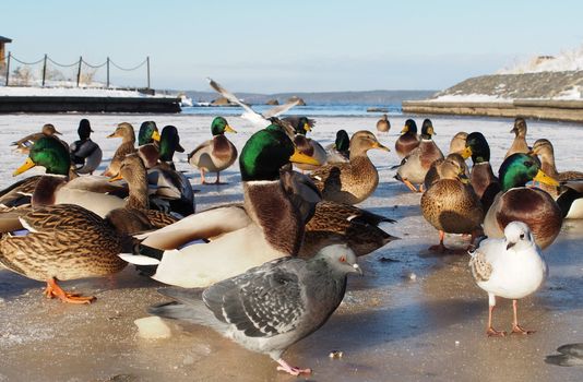 Birds on the lake in winter
