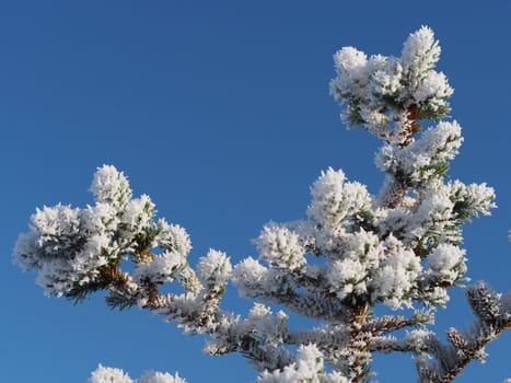 spruce twig in the snow