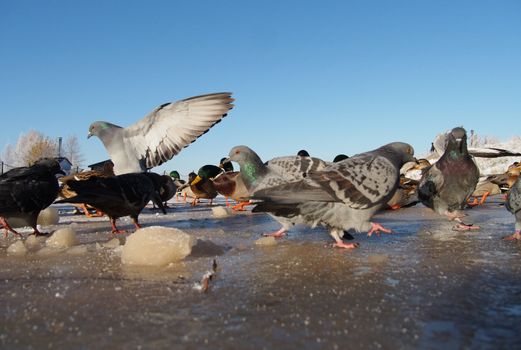 Birds on the lake in winter 