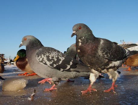 Birds on the lake in winter
