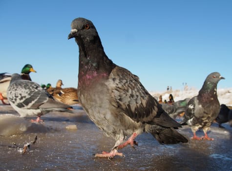 pigeons in winter on the lake