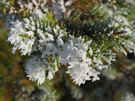 spruce twig in the snow