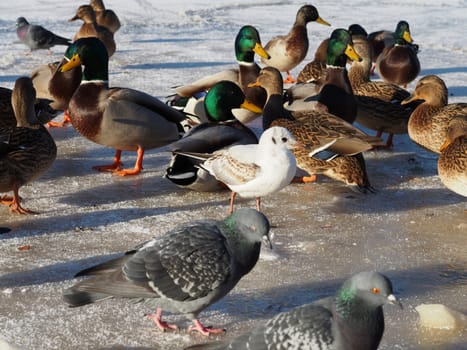 Ducks on the lake in winter