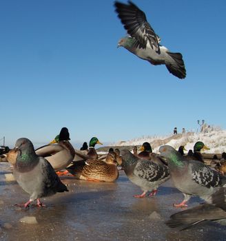 Birds on the lake in winter 