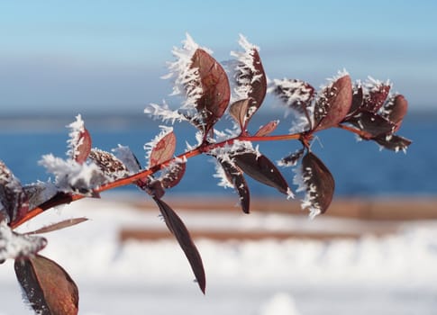 Barberry twig in snow