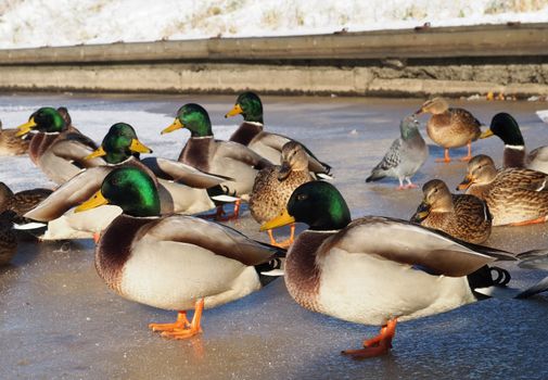 Birds on the lake in winter