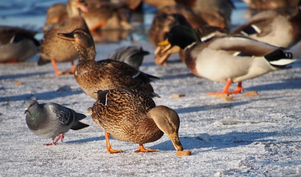 Ducks on the lake in winter