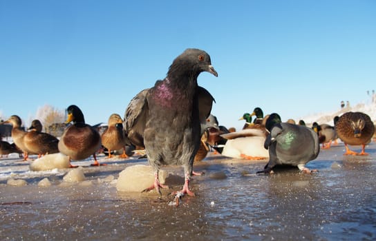 pigeons in winter on the lake
