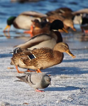 Ducks on the lake in winter