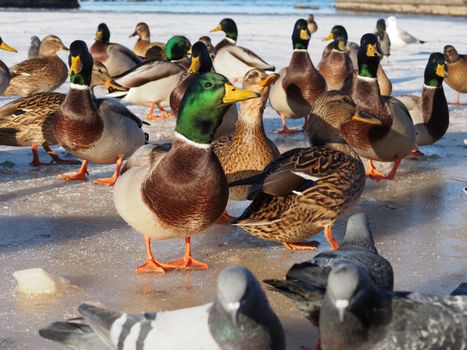 Birds on the lake in winter 