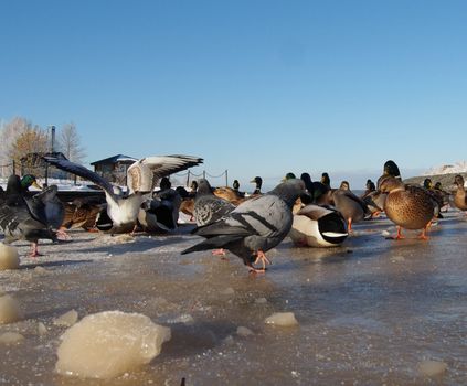 Birds on the lake in winter 