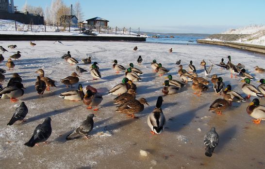 Birds on the lake in winter 