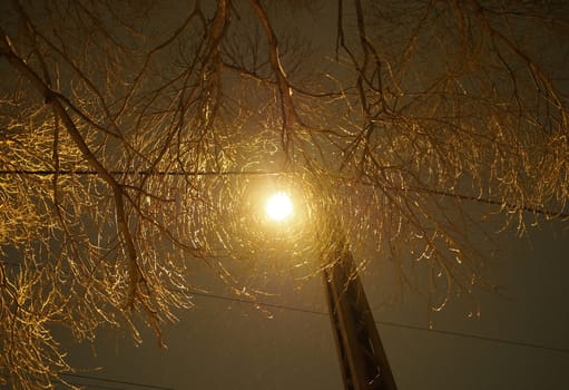 trunk of the tree and lantern