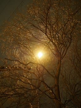 trunk of the tree and lantern