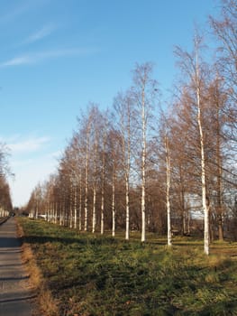Birch Alley 