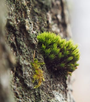  moss in forest 