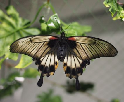 Tropical butterfly