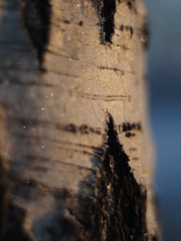birch bark
