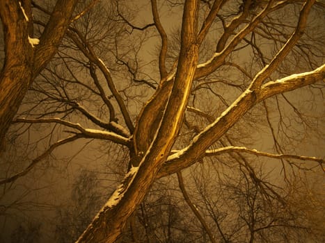 trunk of the tree