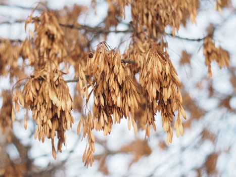 Ash seeds on branches in winter