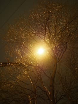 trunk of the tree and lantern