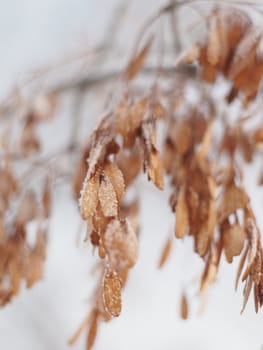 Ash seeds on branches in winter