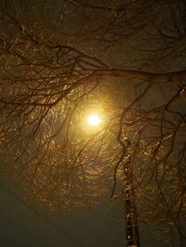 trunk of the tree and lantern
