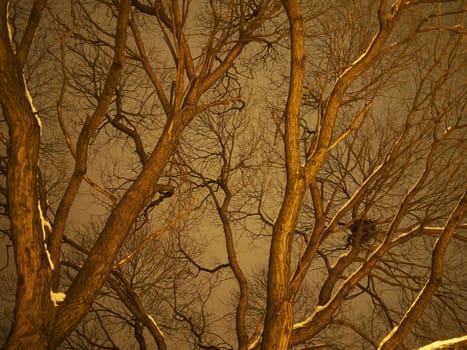 trunk of the tree