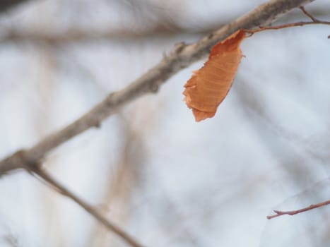 dry leaves on a tree in winter