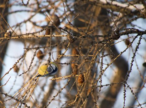 blue tit