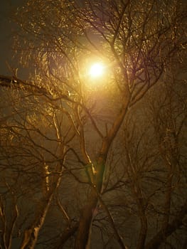 trunk of the tree and lantern
